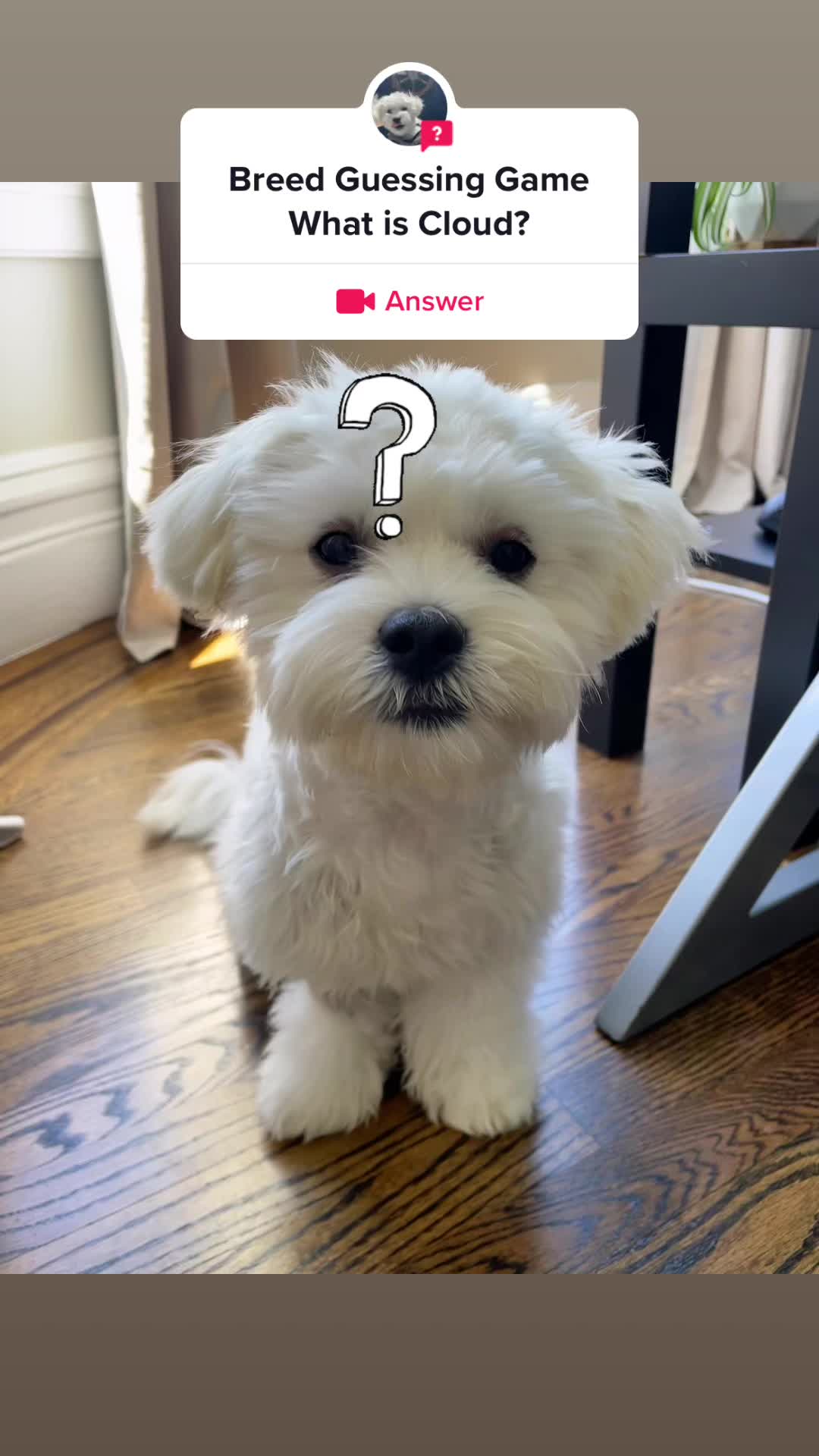 @Cloud the Dog