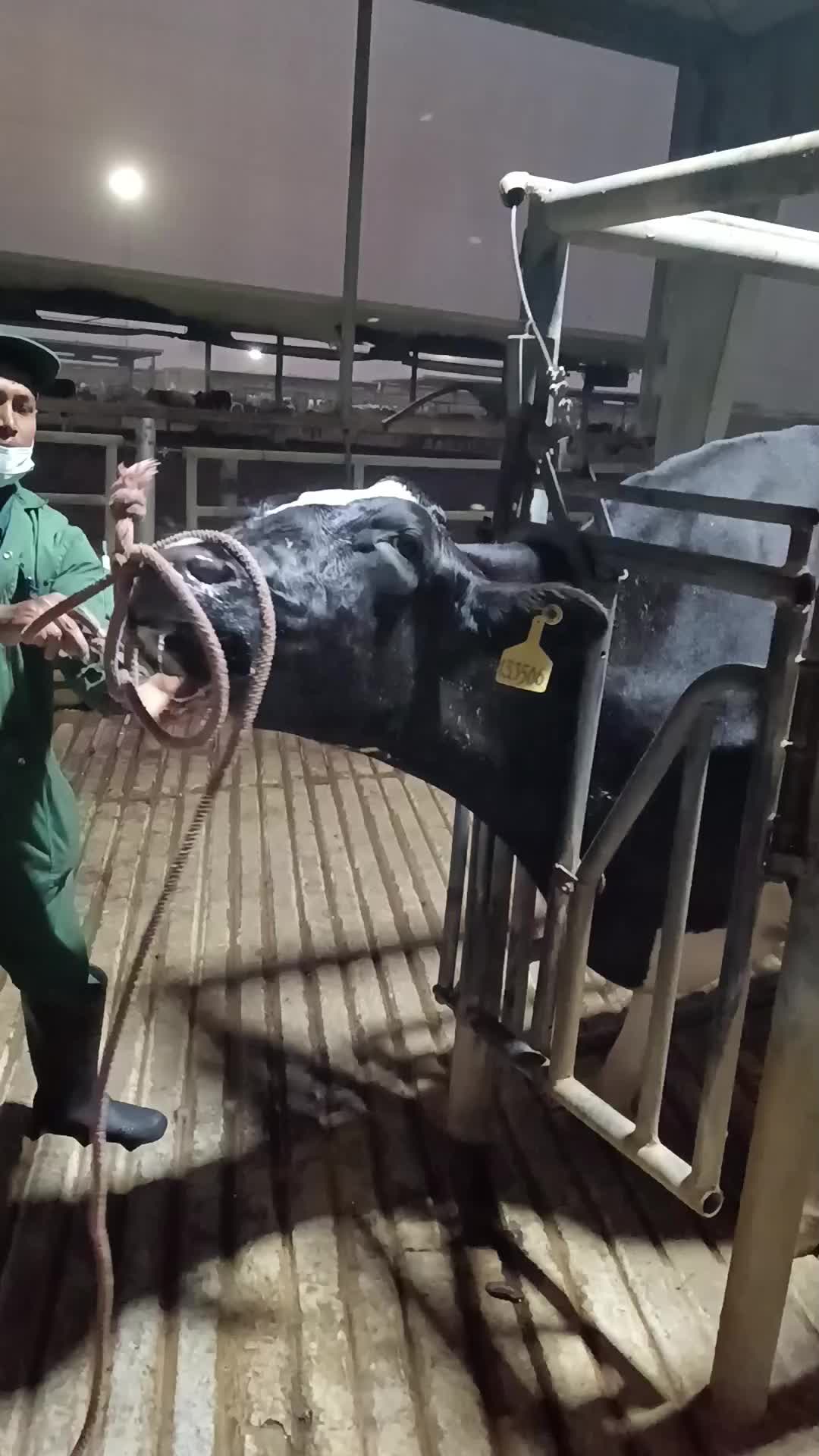 @Cows Farm