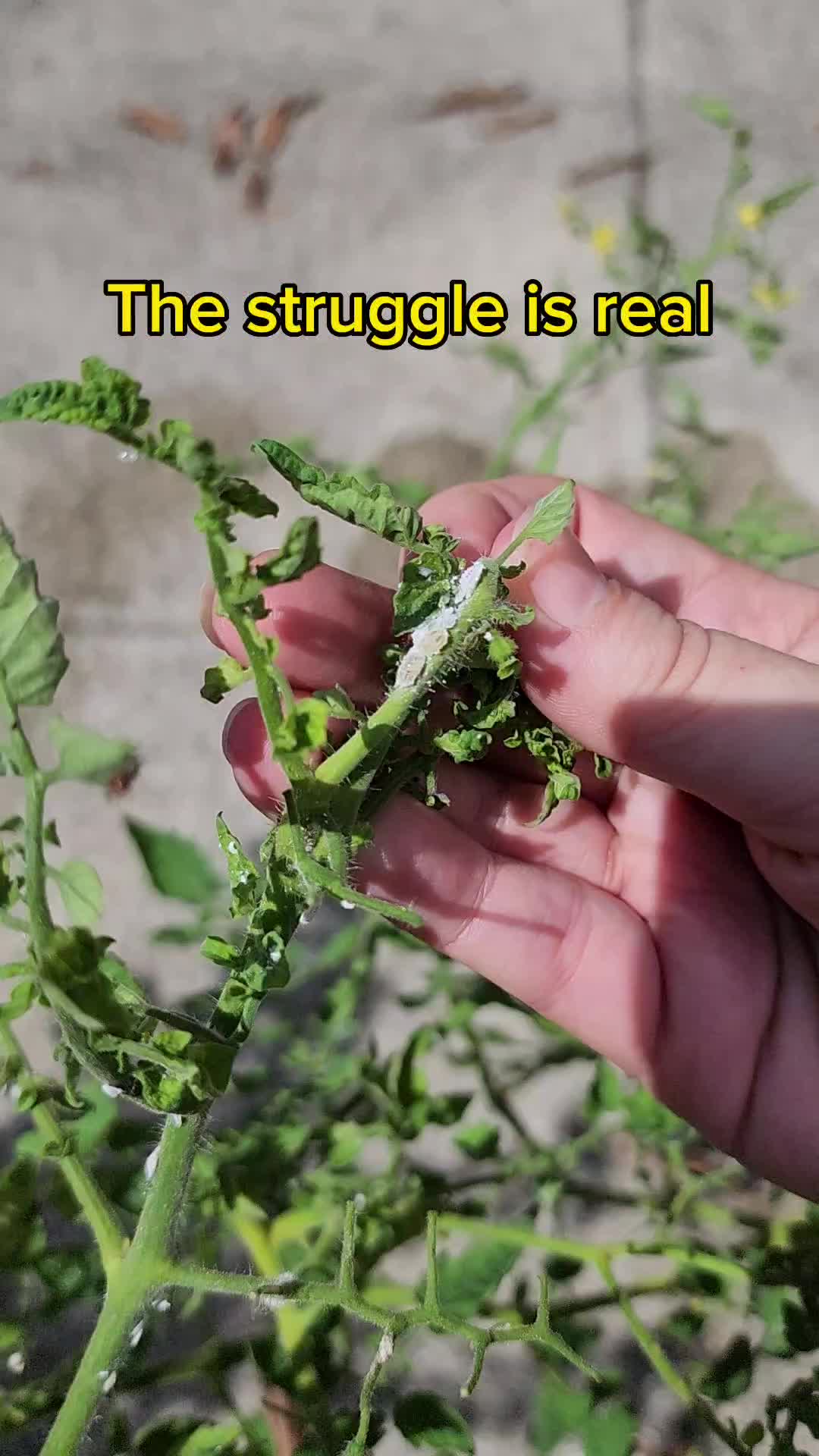 @Rescue My Plant