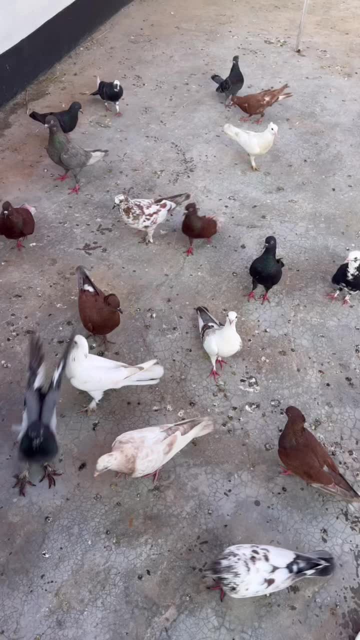 @Tithy