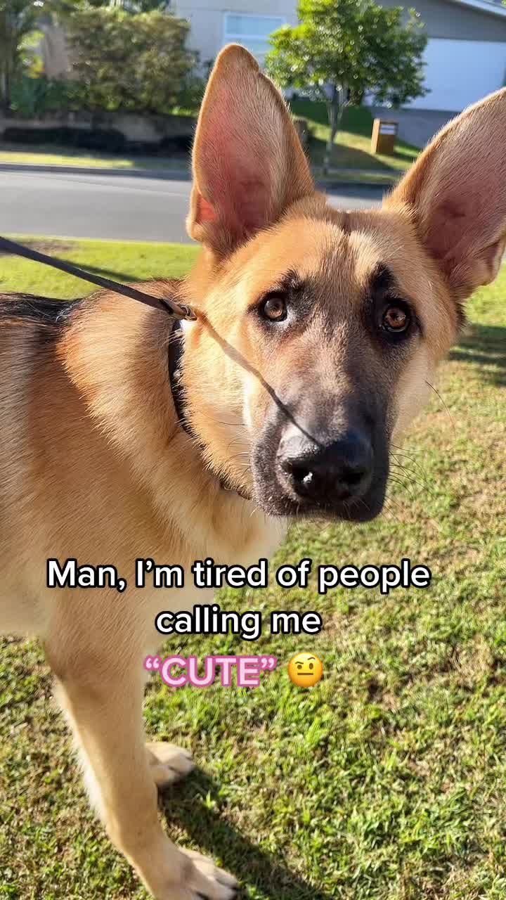 @Scout and Bailey 🐕🐶
