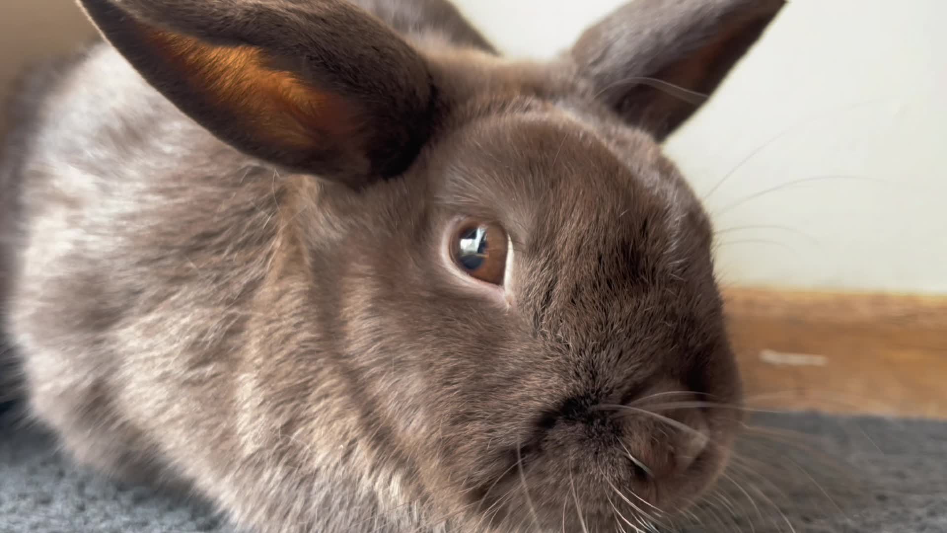 @Bunny rabbit chocolate 🍫