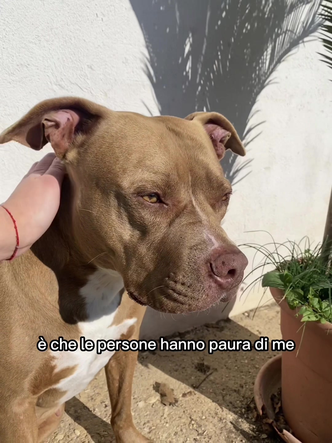 @Dea 🐾