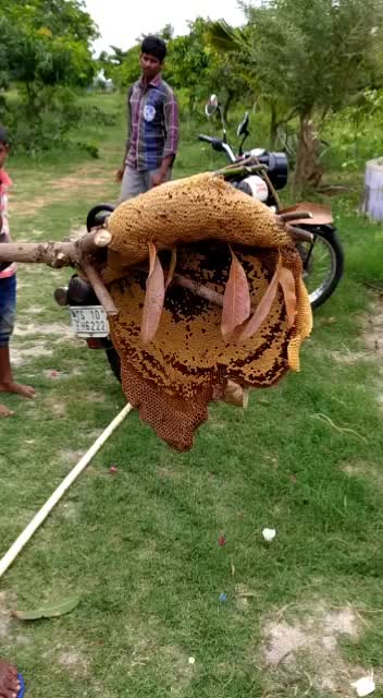 @honey dagnapur
