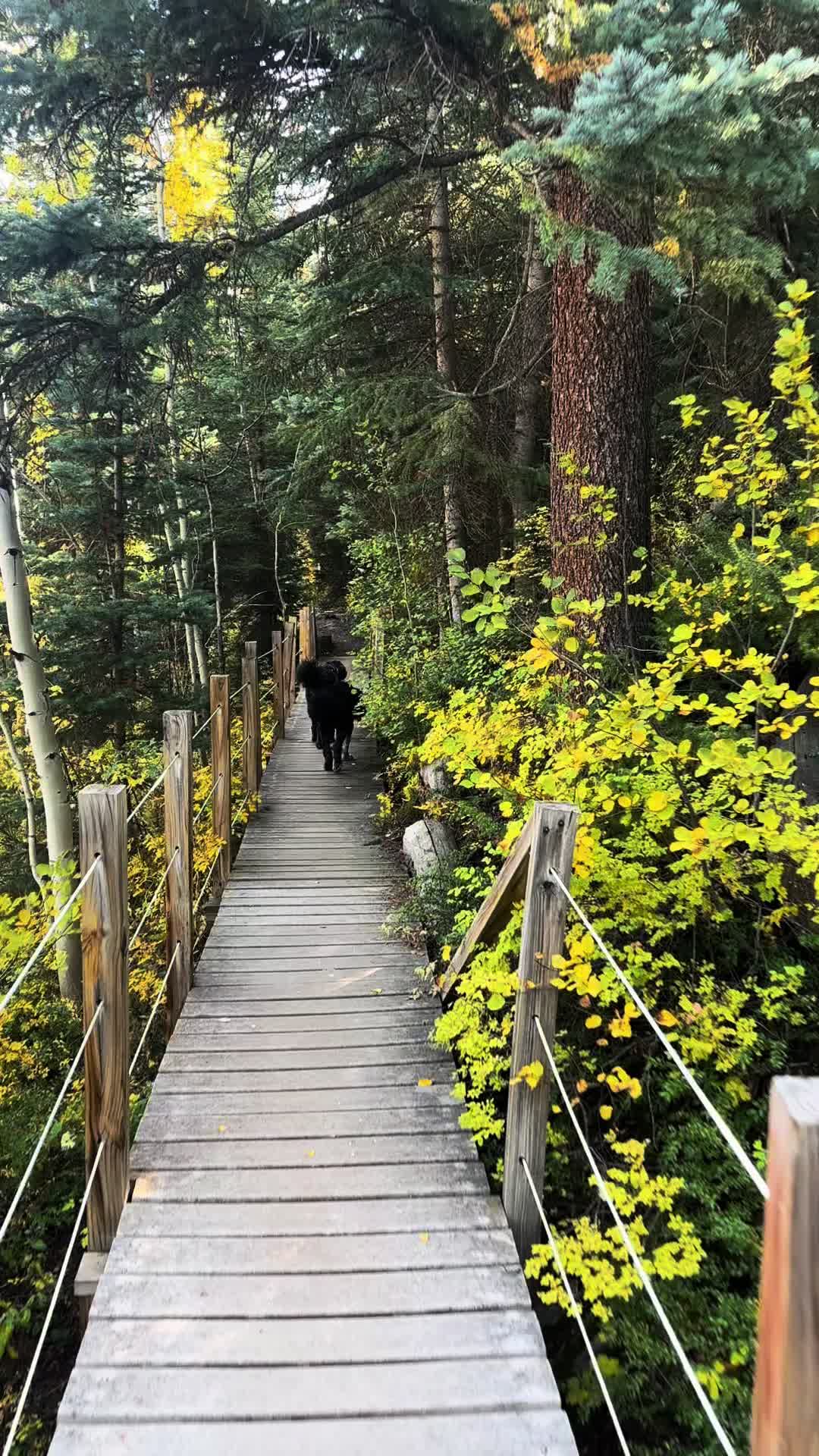 @Bernedoodlemama