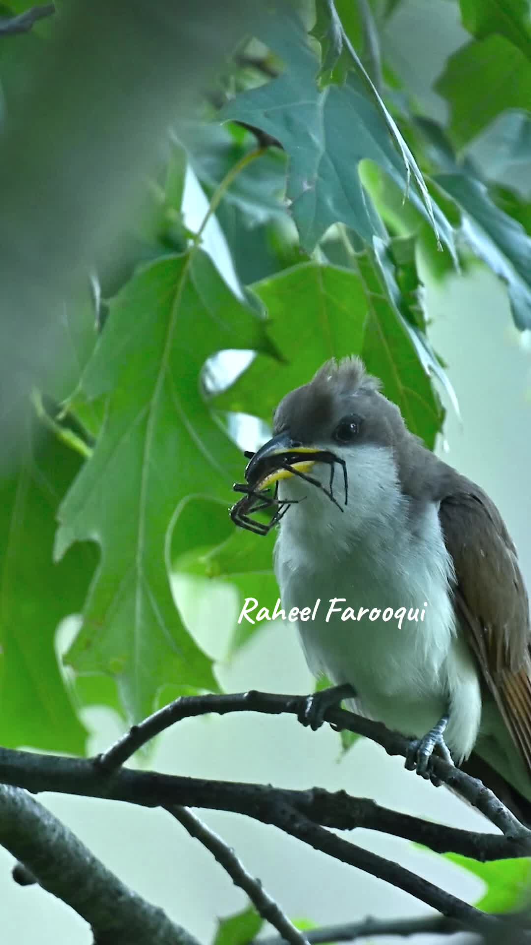 @Raheel Farooqui
