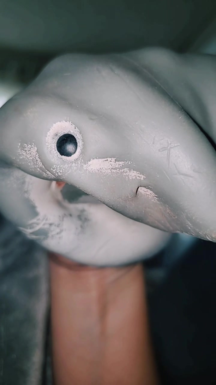 @Sharky 🦈