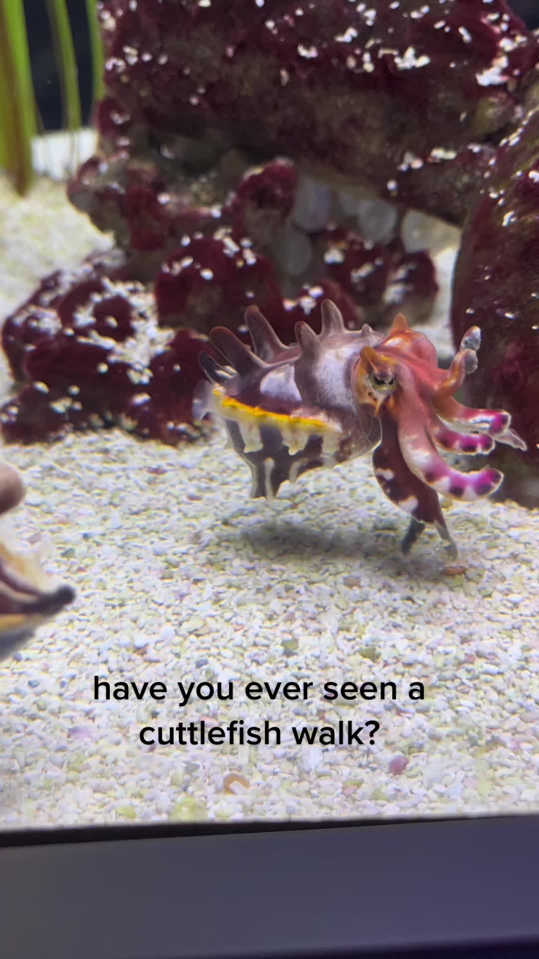 @marinebiotok🪸🤿
