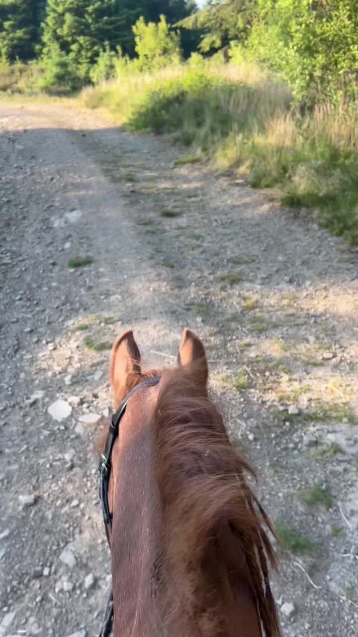 @Horses <3