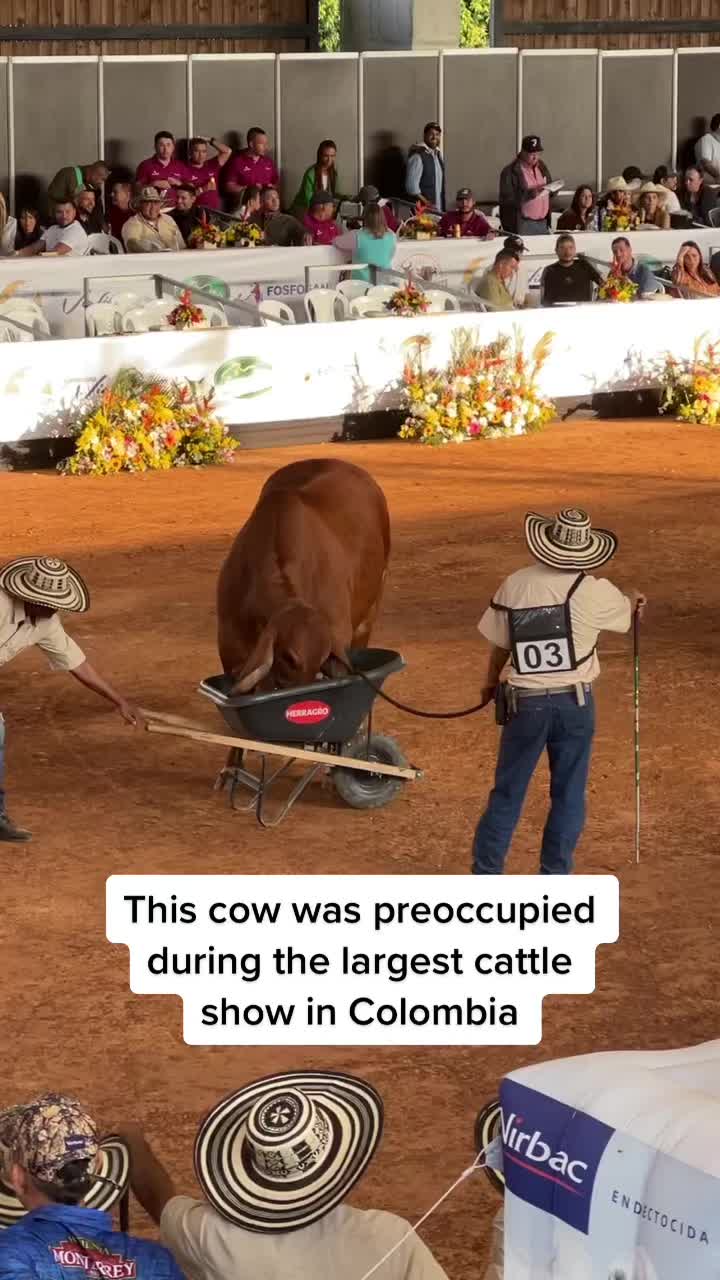@Moreno Ranches