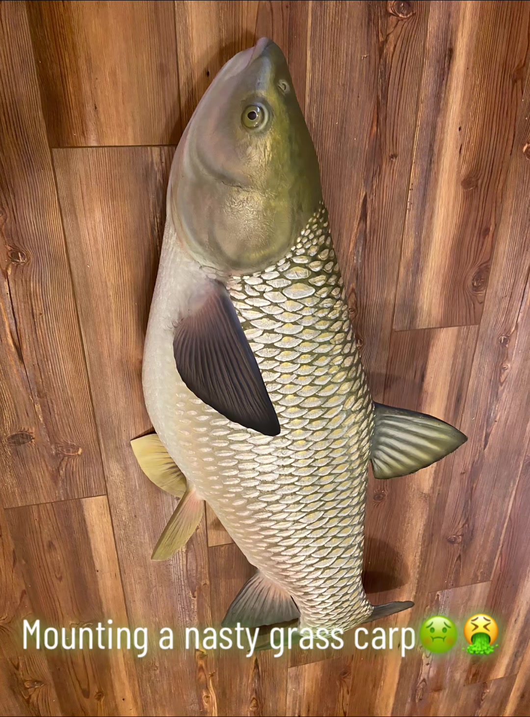 @SouthernScalesFishTaxi