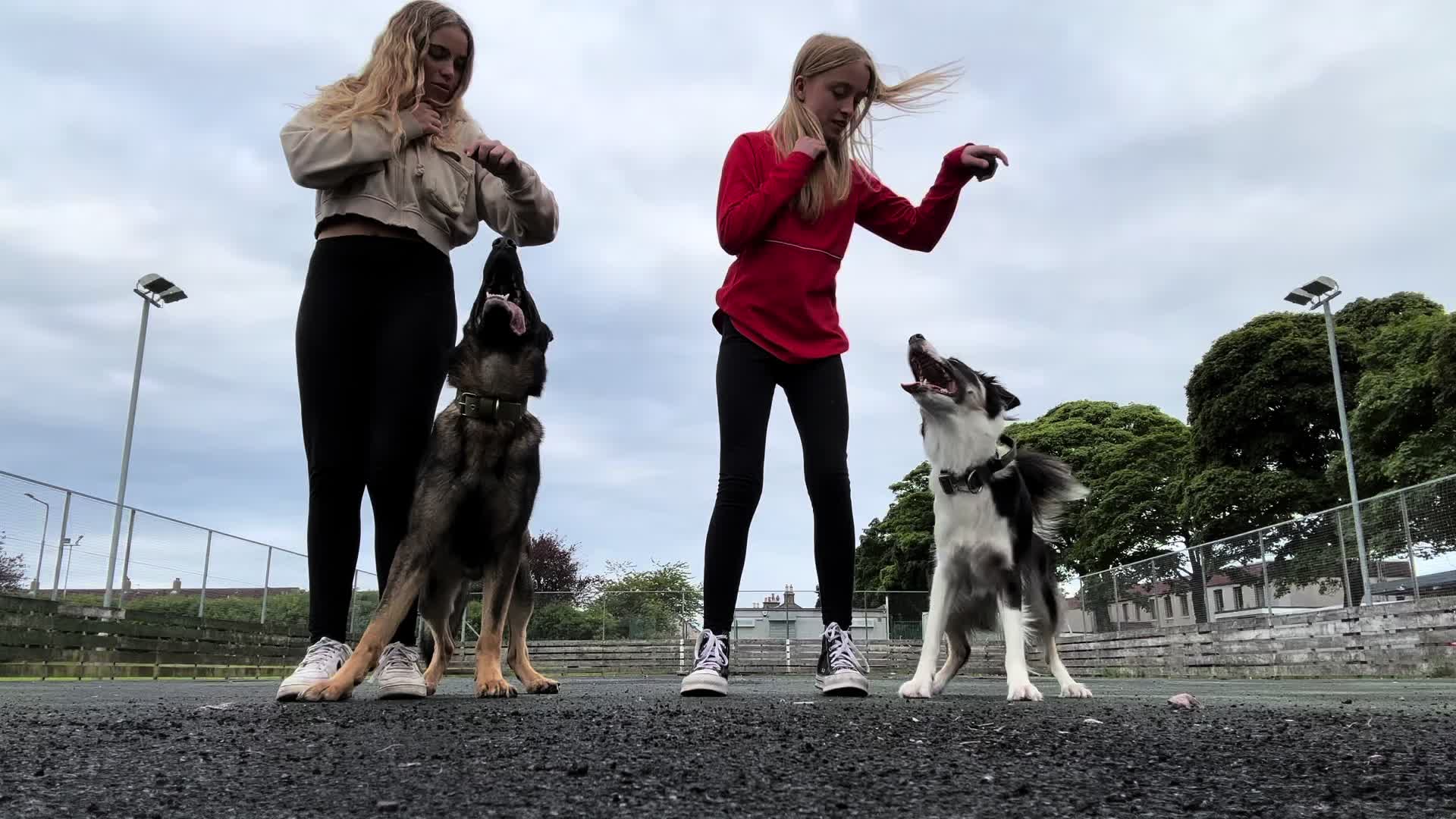 @themworkingdogs🏴