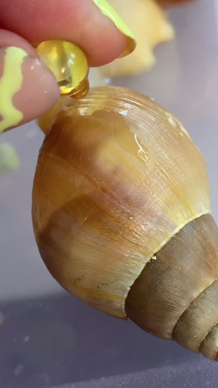 @Улитки ахатины🐌