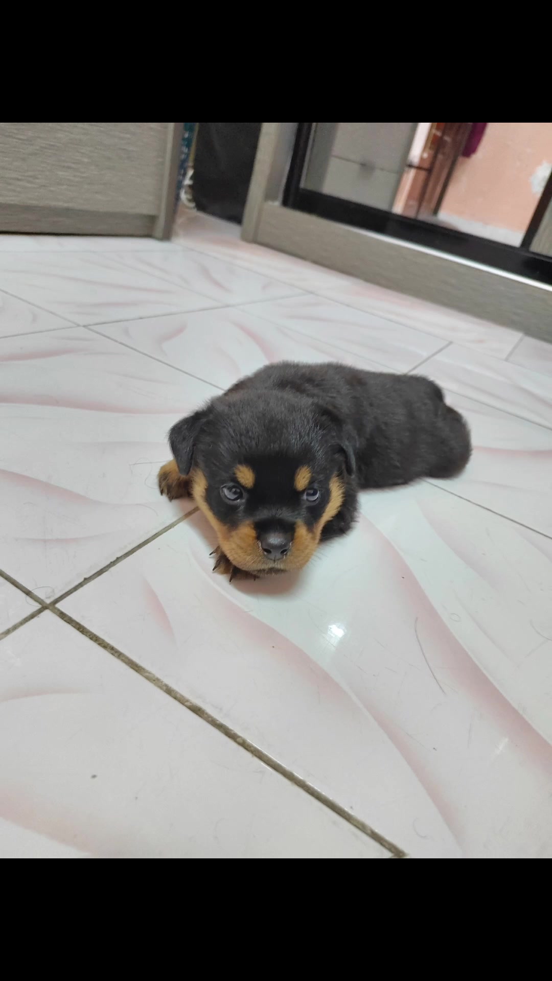 @Bamboozler kennel