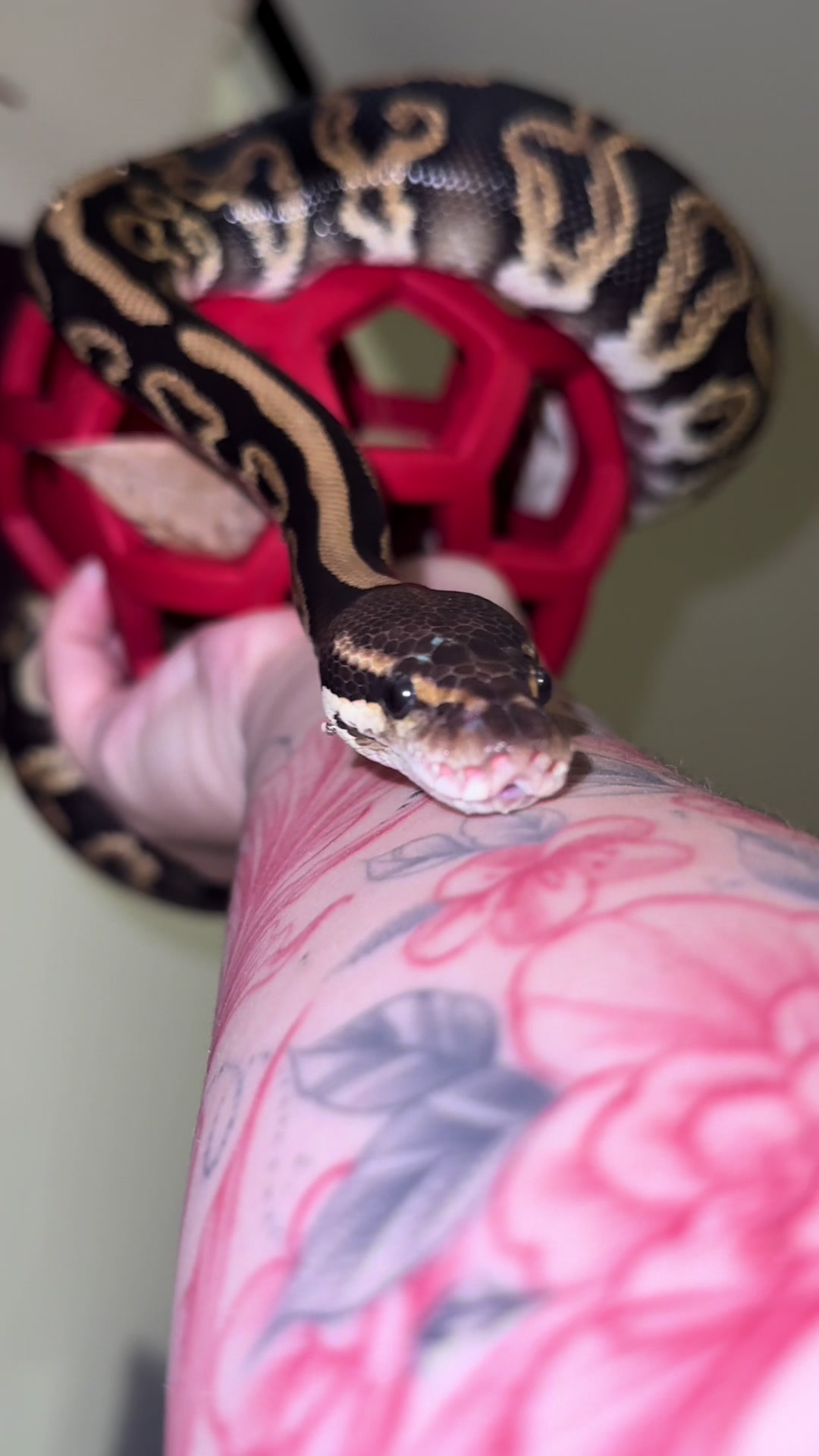@Repti.snoot