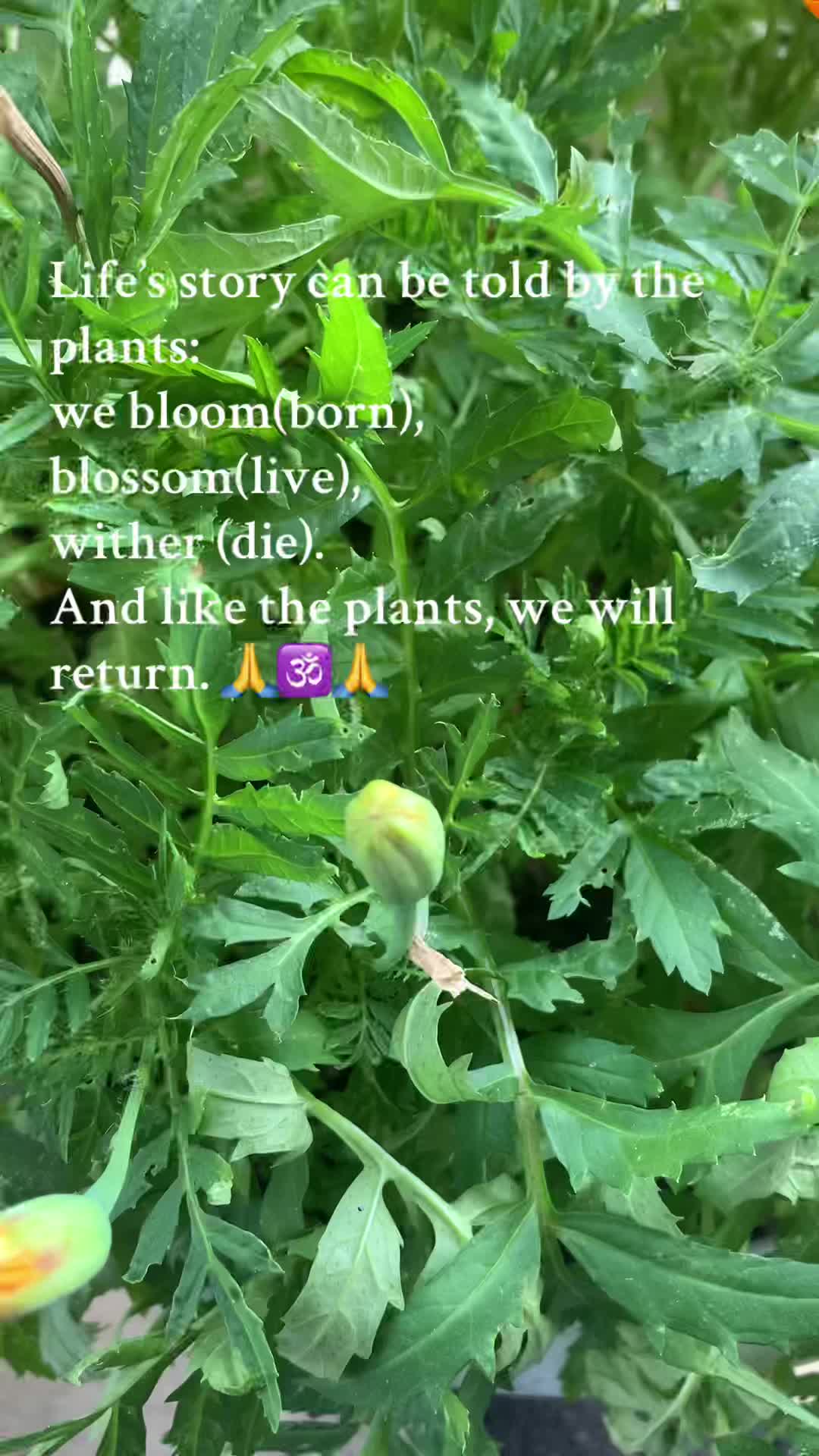 @🪶 🍀 ⚾️Don⚛️🕉🪔