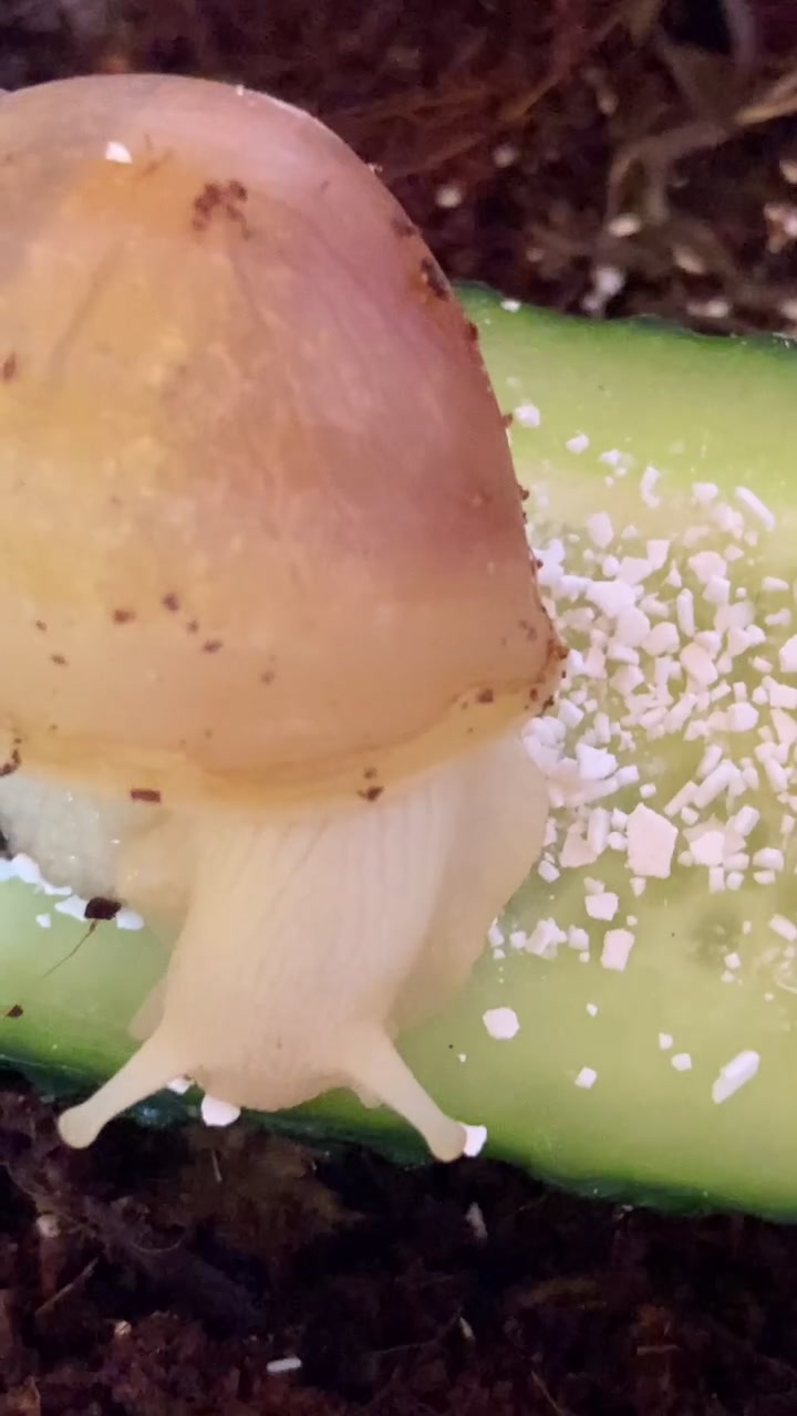 @Улитки ахатины🐌