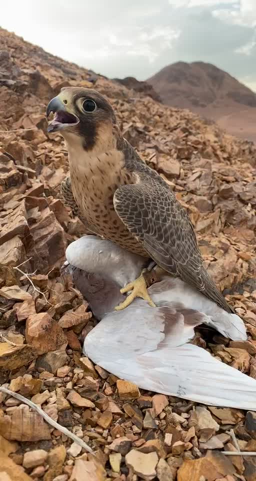 @﮼نآيف ﮼بن ﮼نآصر
