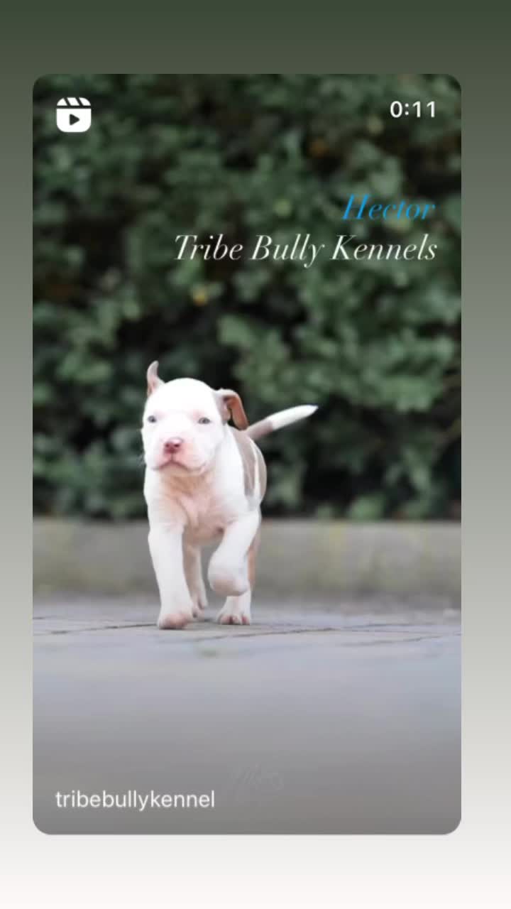 @Tribe Bully Kennels
