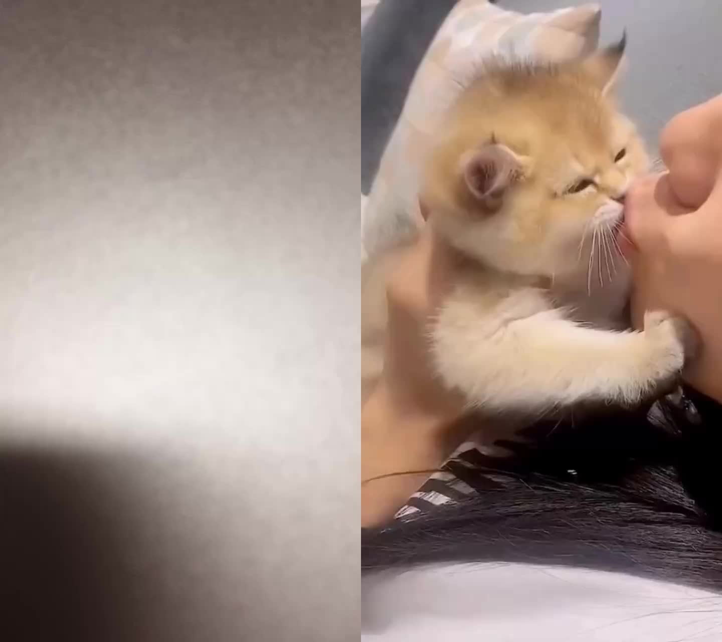 @cutecatterr