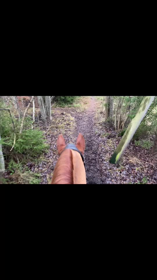 @🏇Ryttare🏇