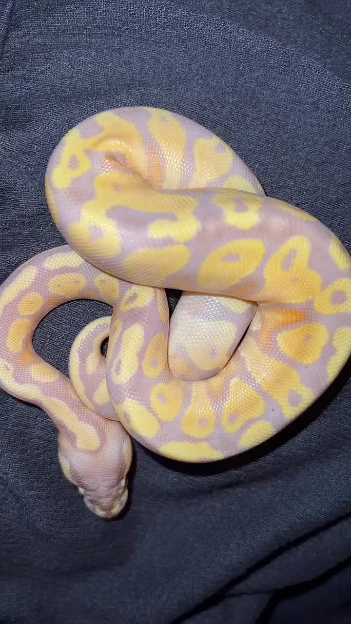 @d&m_reptile_adventure