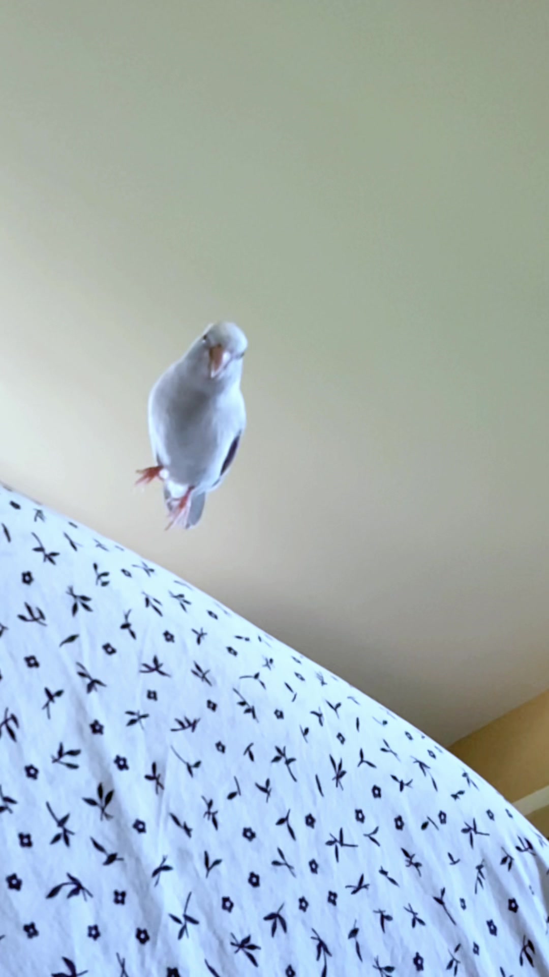 @arlobird