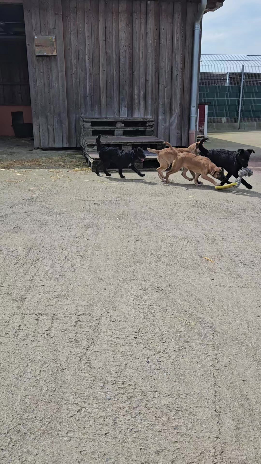 @Hundeschule happy future dogs