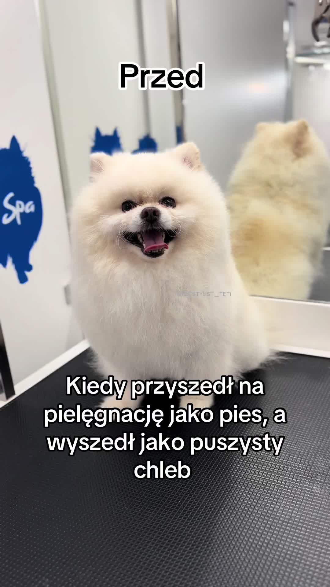 @PetStylist_Teti