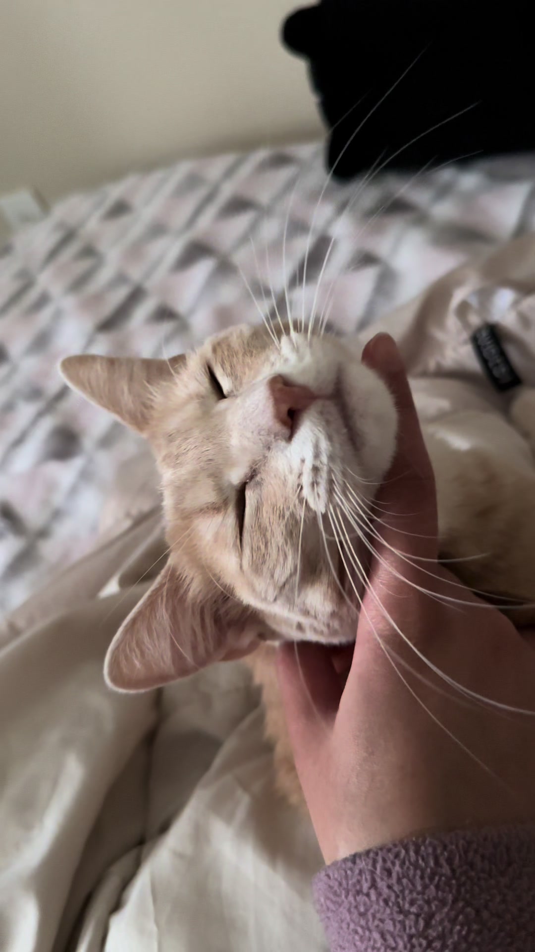 @roti_the_cat