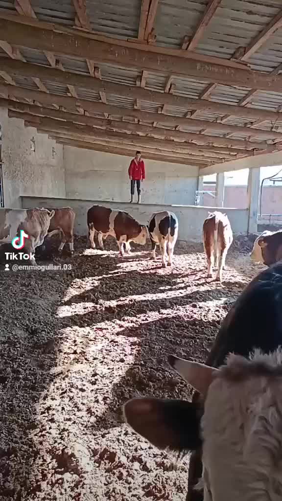 @Emmi Oğulları