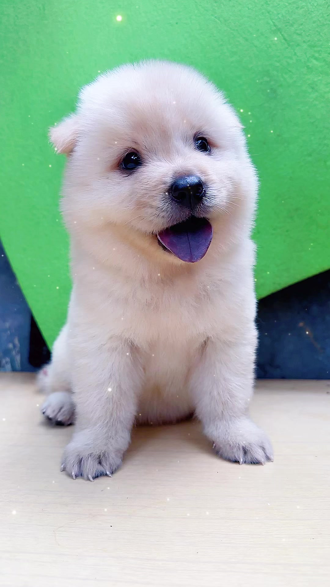 @南粤陪伴犬