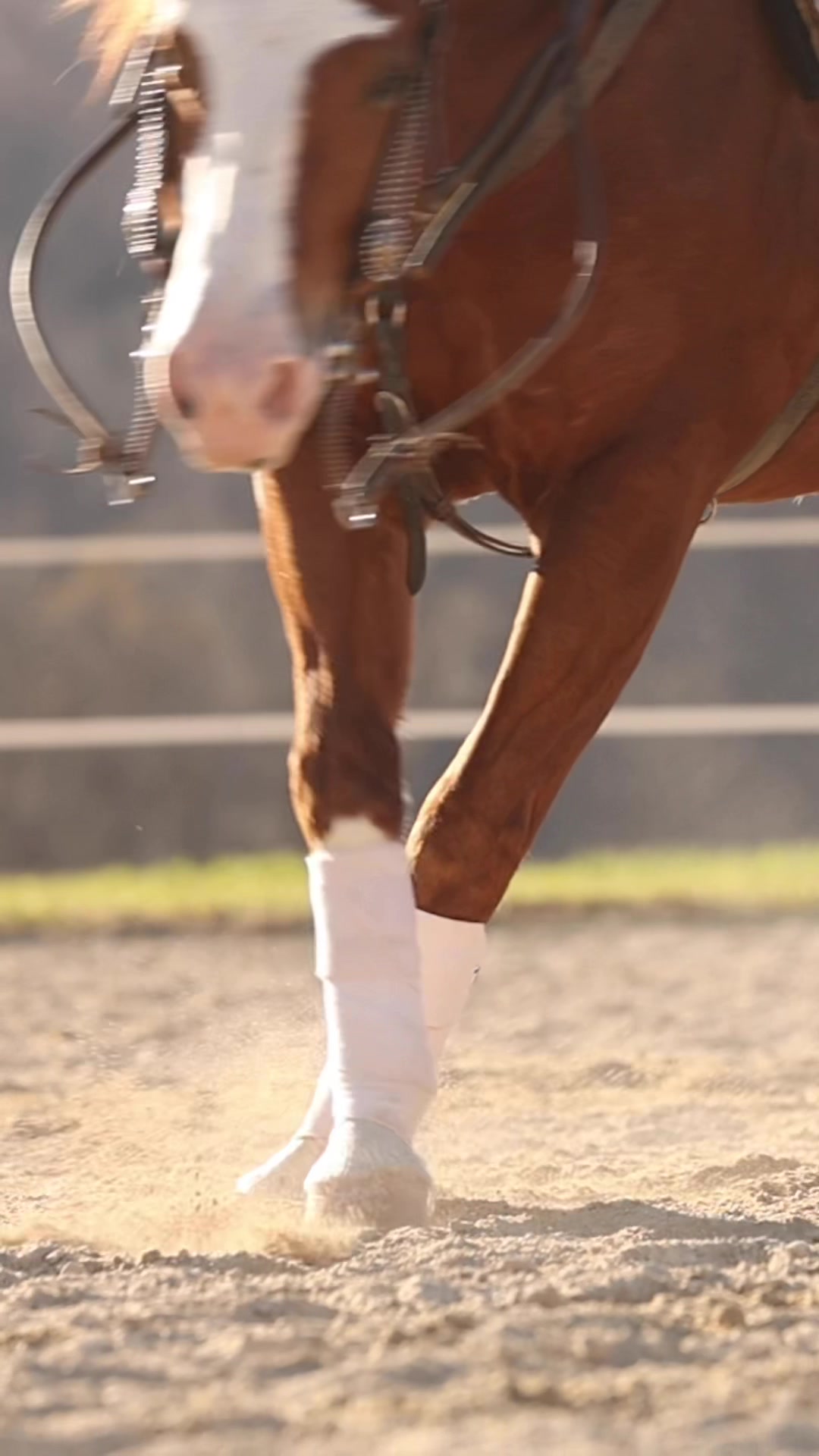 @Rachel ⚡️ Equine Photographer