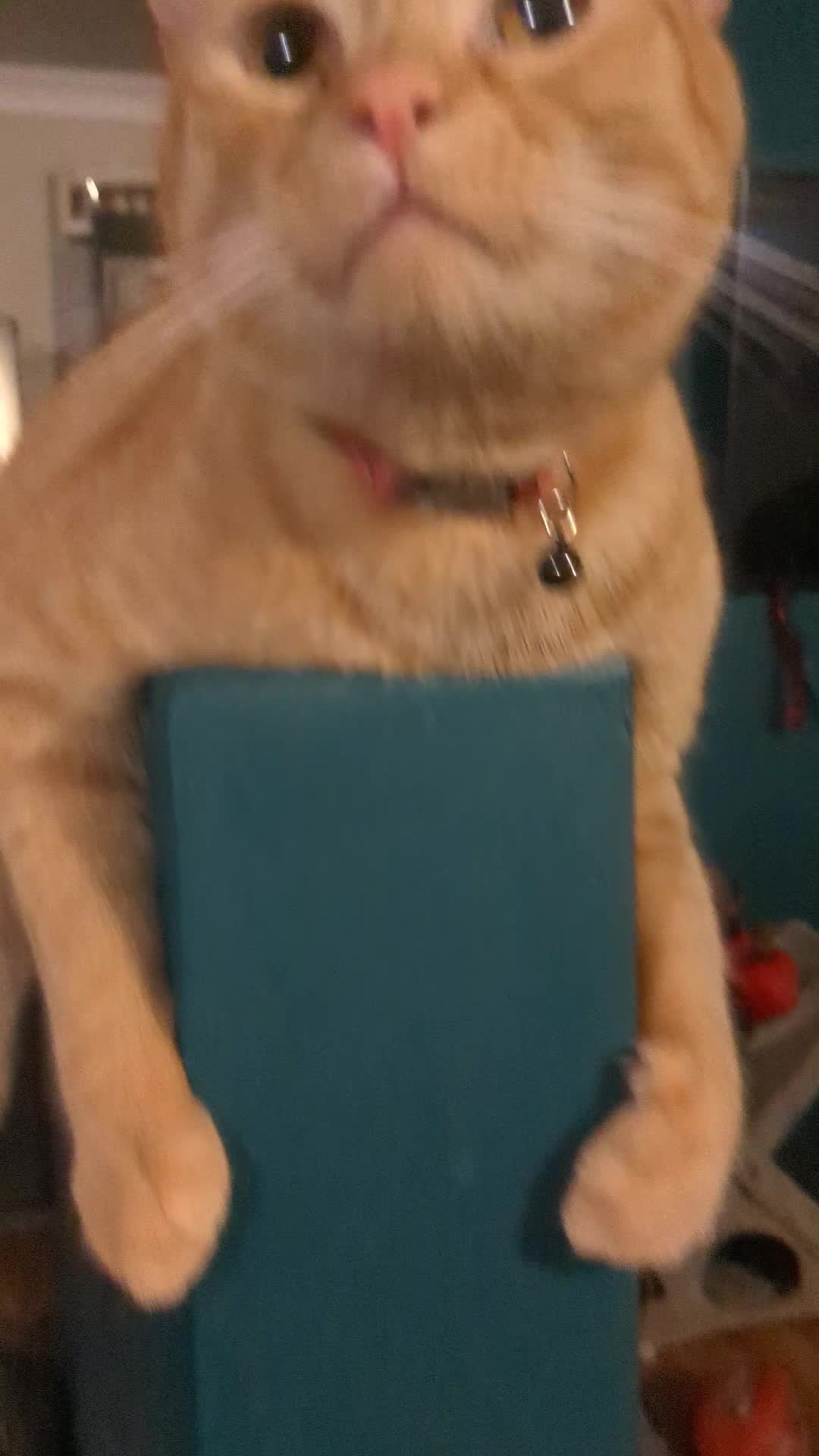 @Gingerninger_cat2021