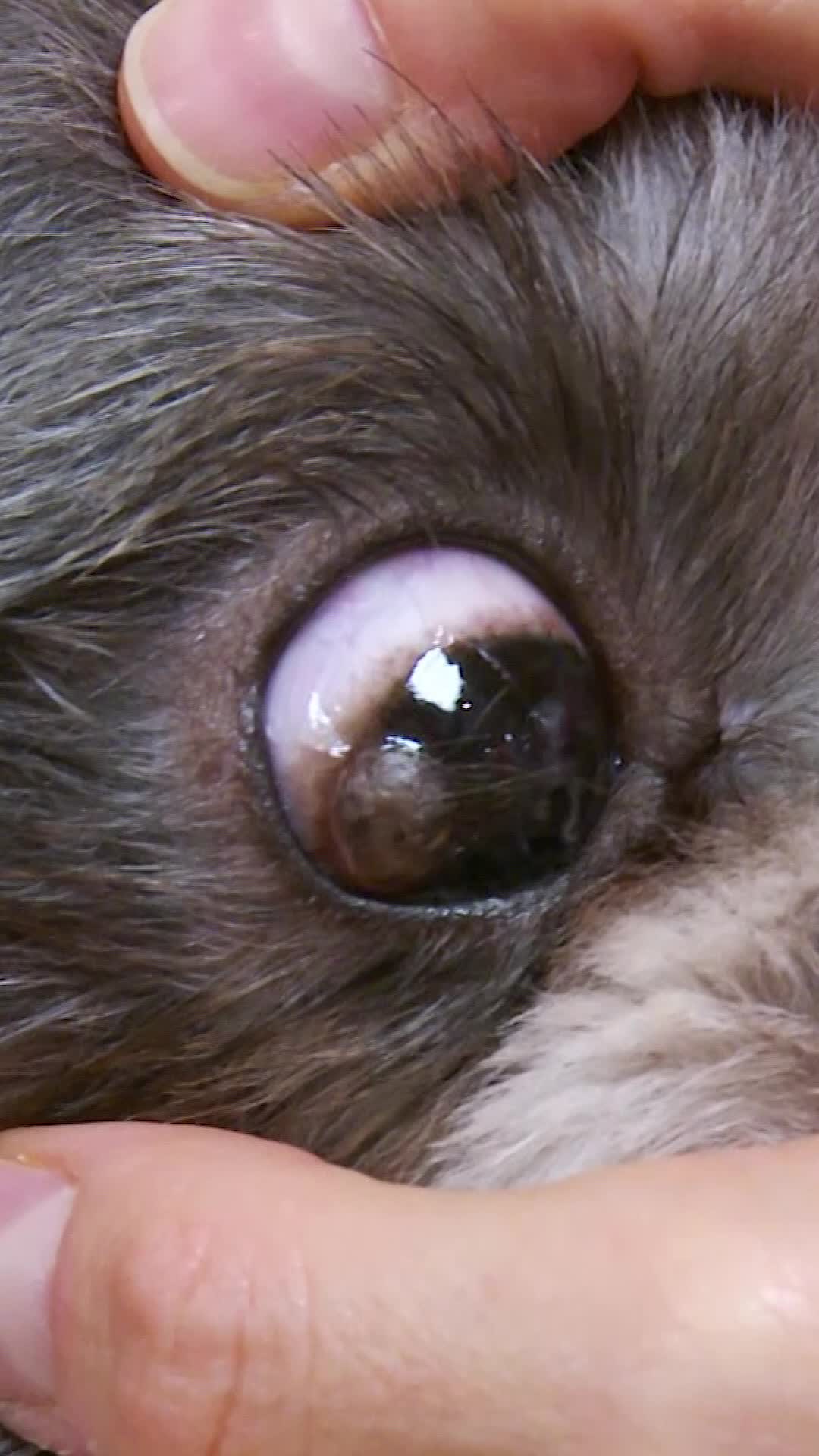 @Bondi Vet