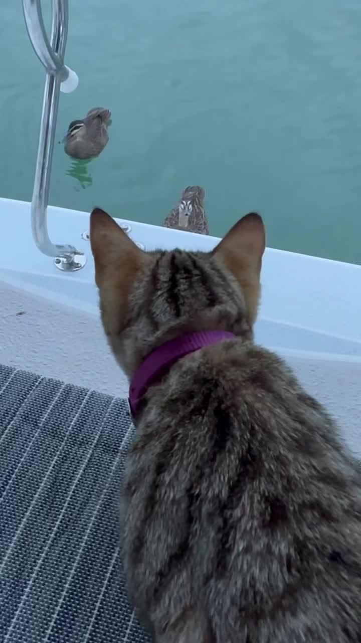 @thatcutecat