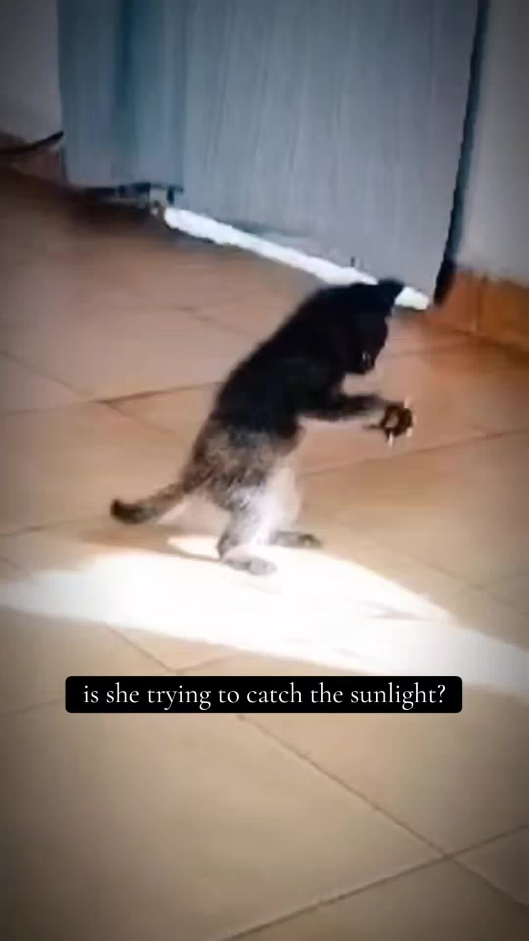 @catnipcrazee