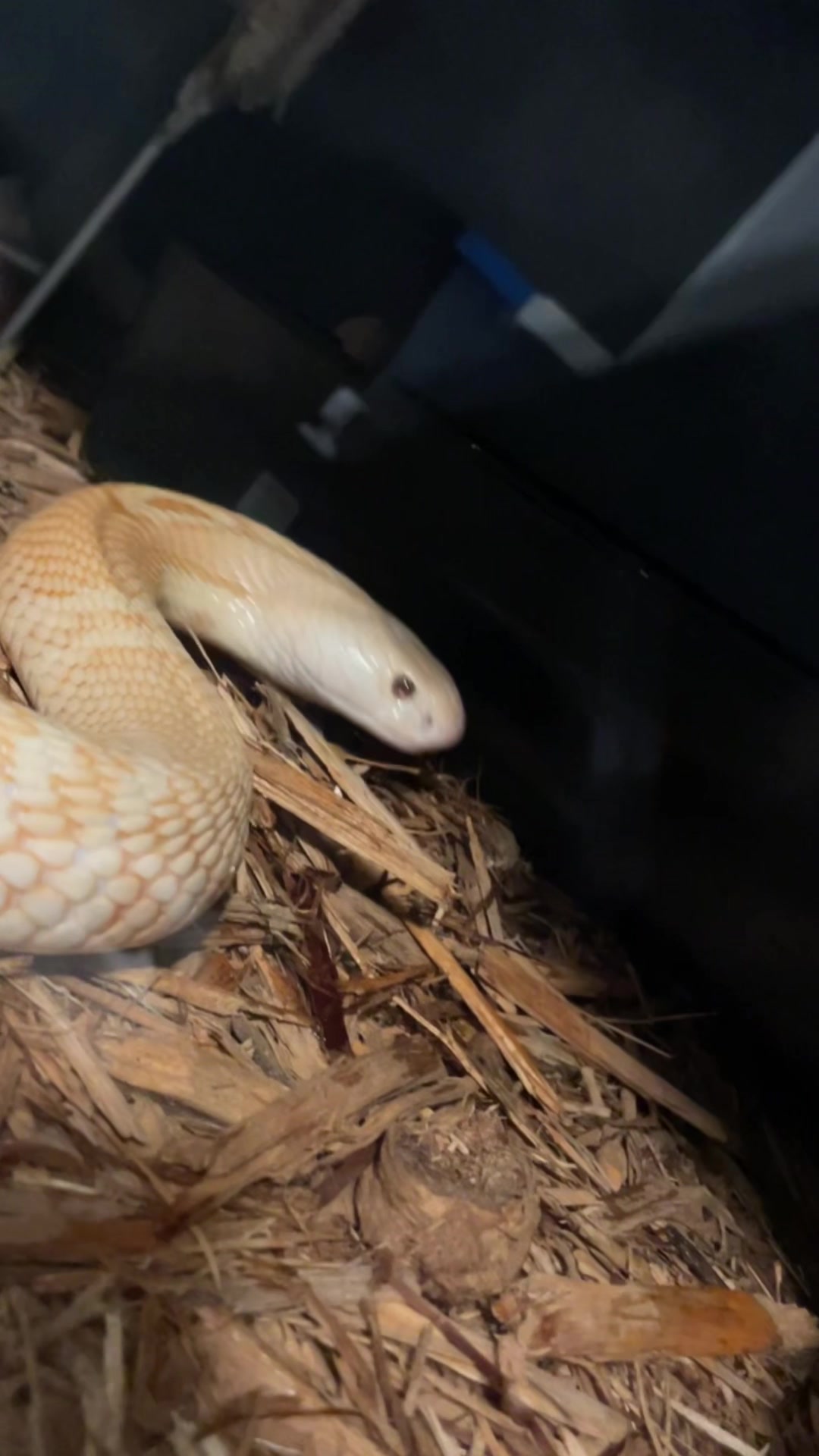 @Cryptid Exotics