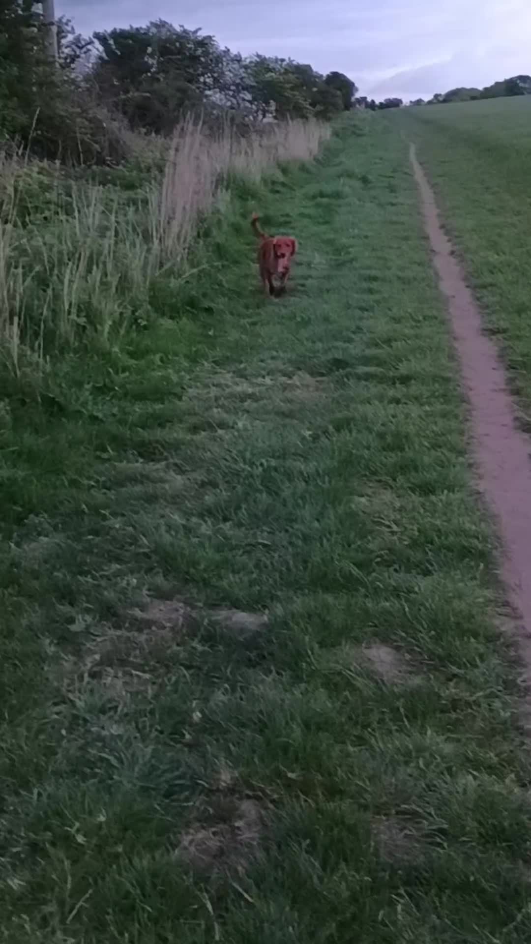 @🐕Mountain Bertie 🐕