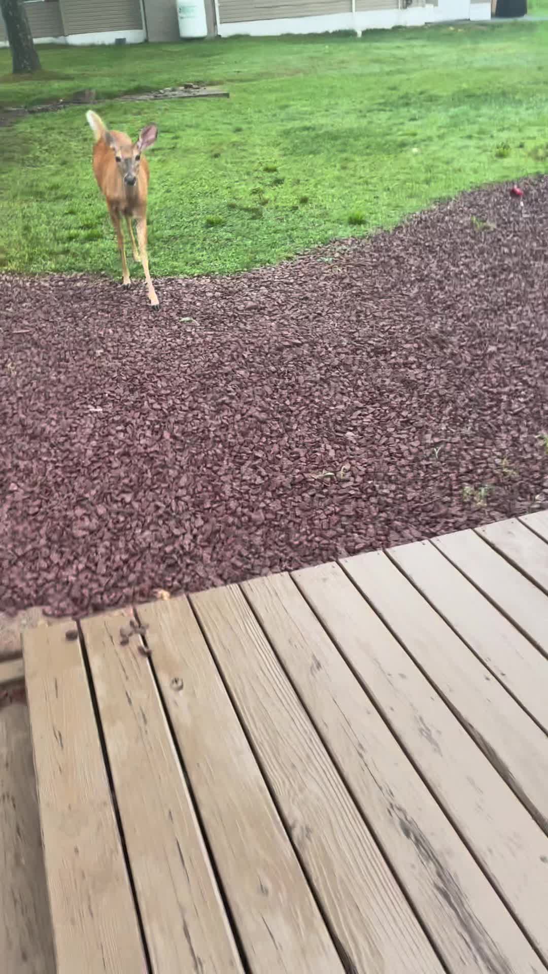 @Anita 🦌🌳