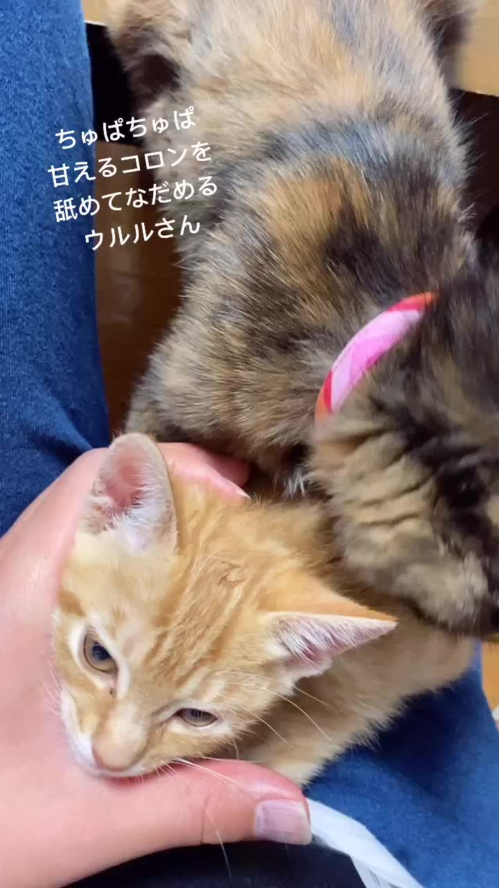 @Toomo-cats🐈