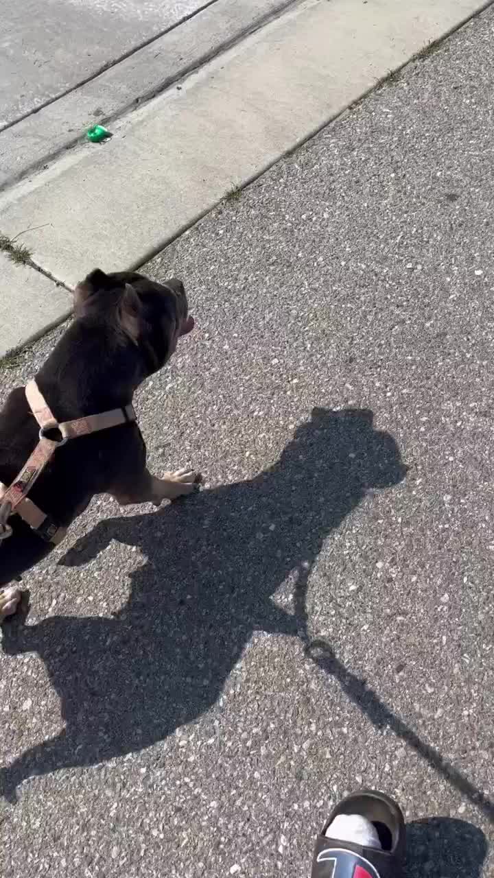 @Morales.kennels