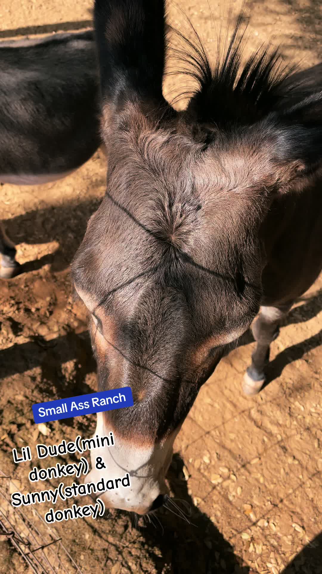 @SmallAssRanch Designs