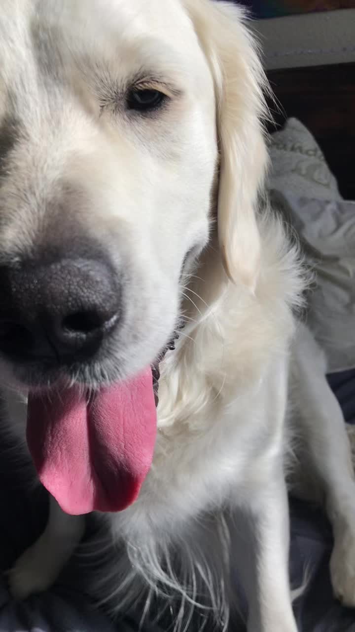 @pierredawg
