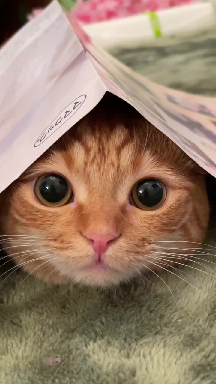@あにまるファミリー/6猫2フェレット