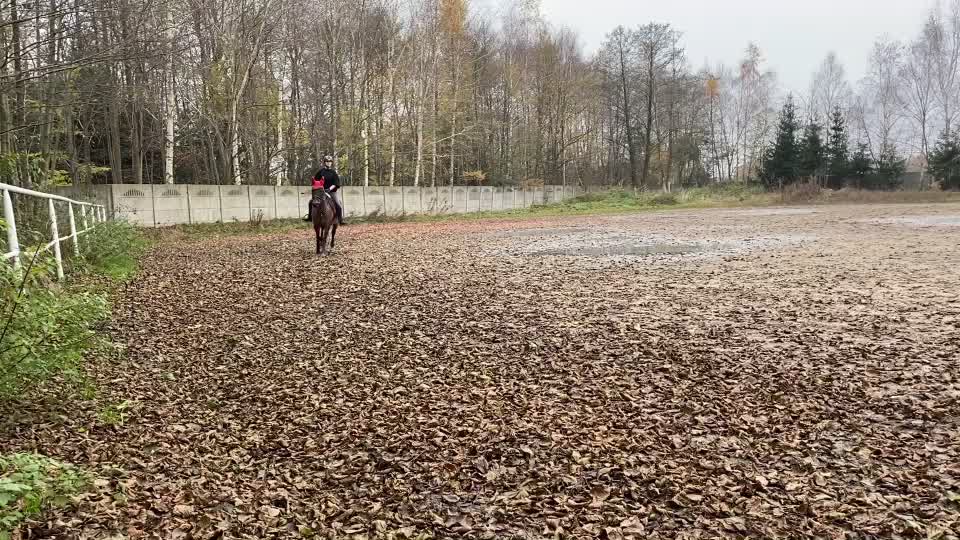 @Końska Grupa🐎