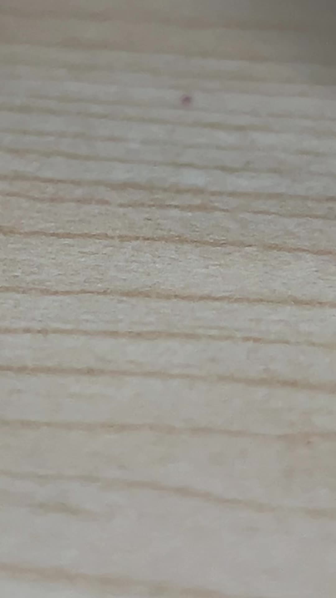 @Burr.the.bear554