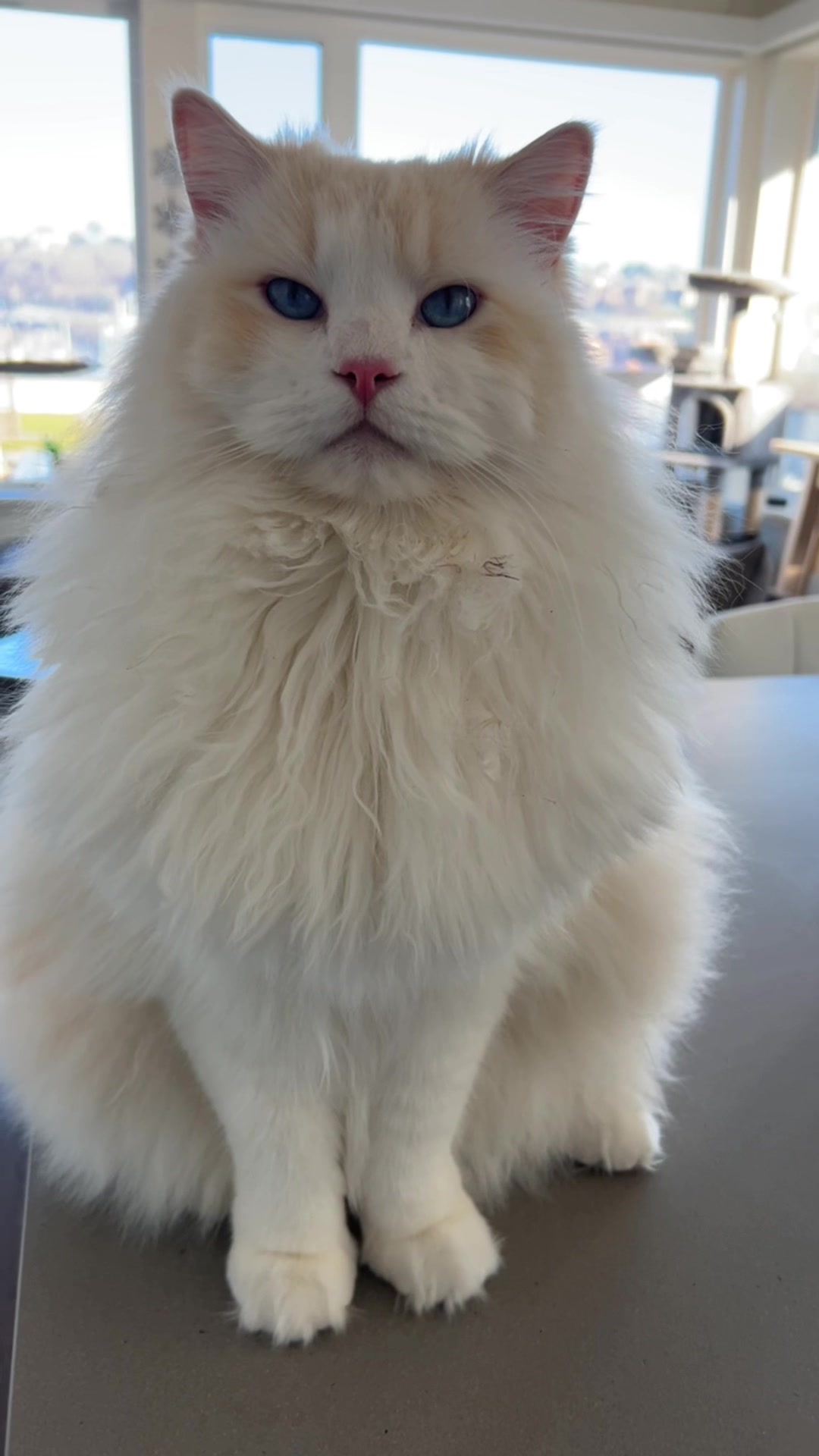@Brody The Ragdoll Cat
