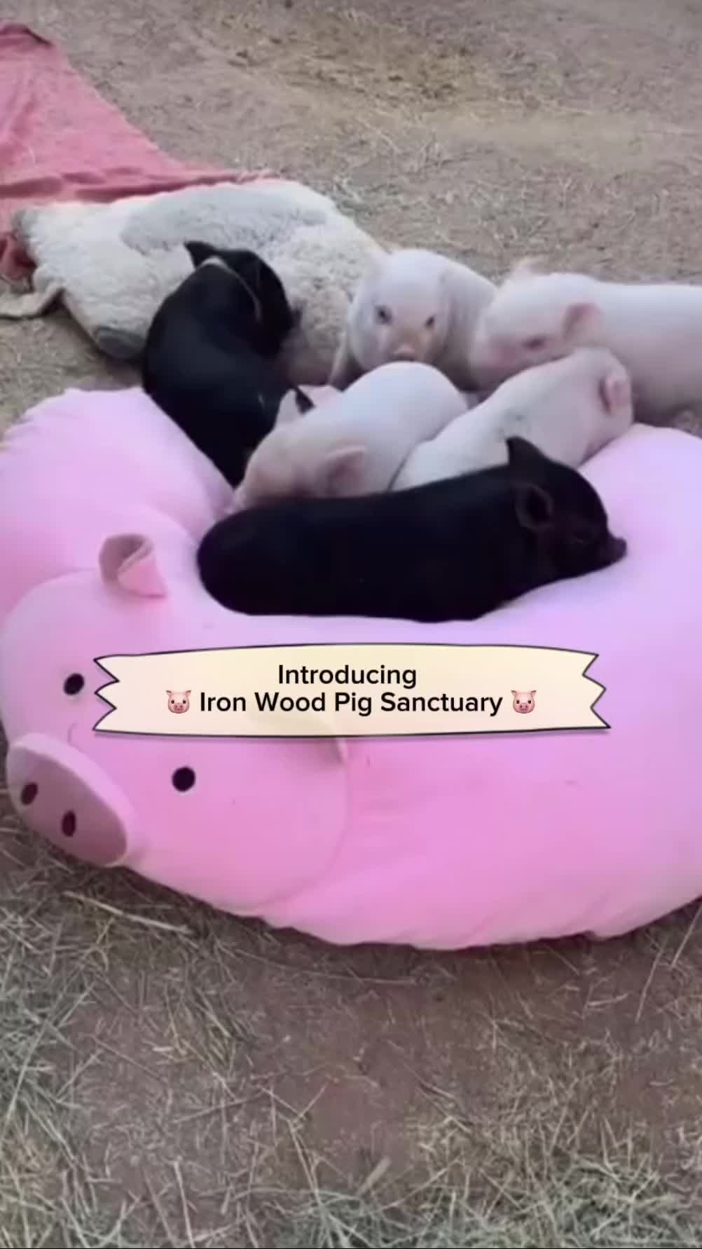 @vkindapp