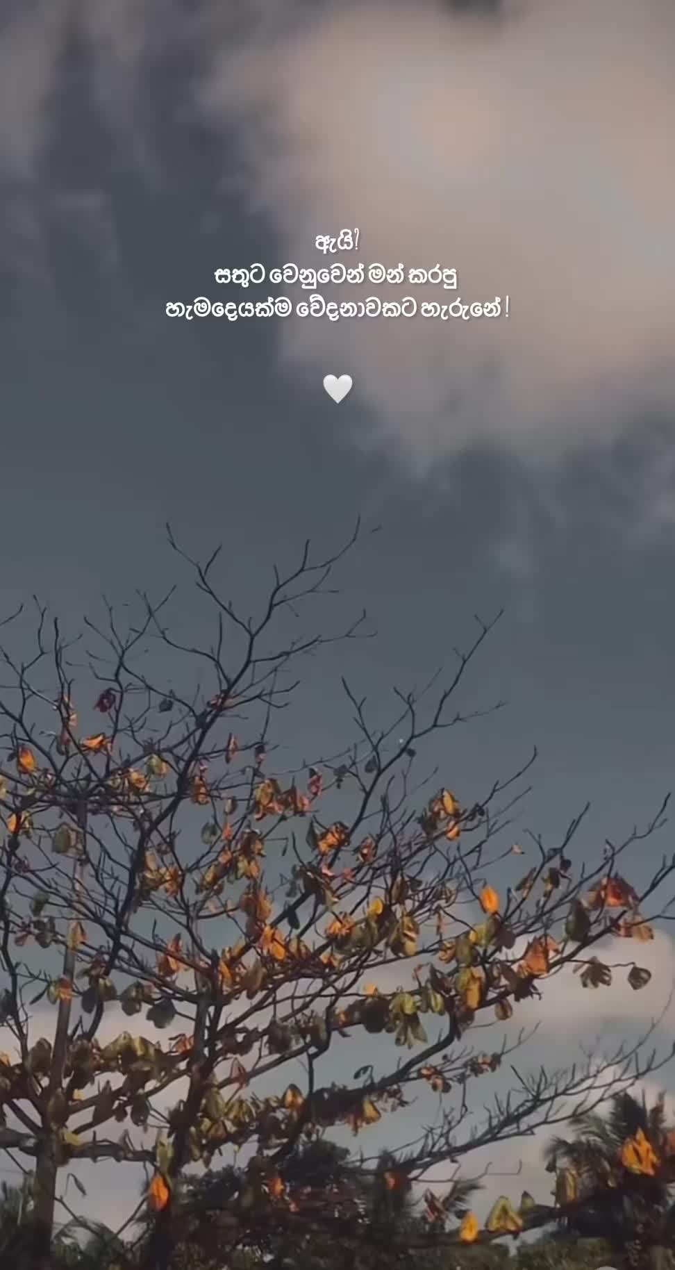 @вloѕѕoм 🤍